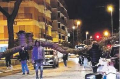 Trani, cade un pino: tragedia sfiorata