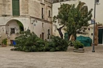 Matera, addio allo storico carrubo di piazzetta San Giovanni