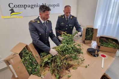 Polignano, nel giardino coltivava papaveri da oppio: GdF ne sequestra 62kg, una denuncia