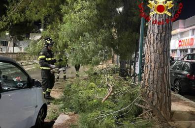 Lecce, paura in viale Leopardi, un ramo di pino cade e finisce su un'auto