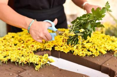Al Leverano in Fiore spettacoli e aiuti per le zone alluvionate in Emilia Romagna