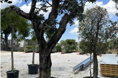Matera, il Comune ai cittadini «Quale nuovo carrubo per piazza San Giovanni? »