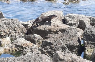 Barletta, una lontra «a spasso» sulla foce dell’Ofanto