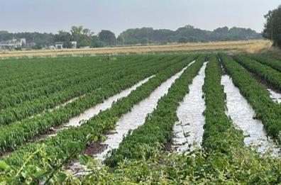 Grandinata killer nel leccese: gravi i danni ai campi di pomodori