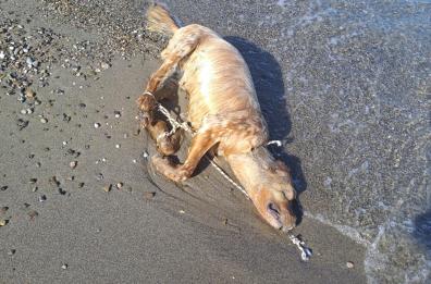 Orrore a Policoro, cane setter legato a una boa in mare e fatto annegare