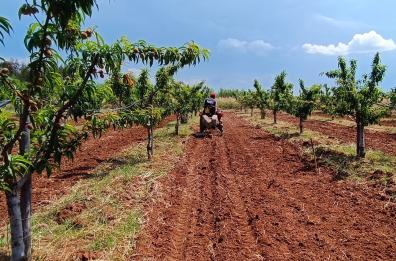 Armani in Puglia per creare un sito sperimentale di cotone ecosostenibile