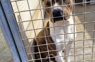 Parabita, la storia di Biagio e del suo Korunera associazione che si prende cura degli animali in difficoltà