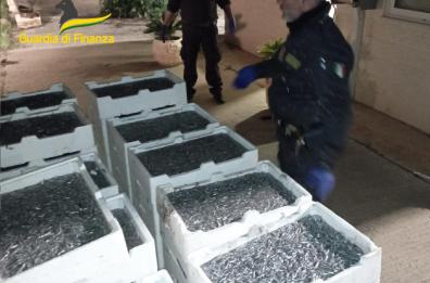 Matera, sequestrate due tonnellate di bianchetto dalla GdF