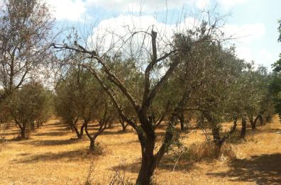 Dieci anni di Xylella: come trasformare il dramma in opportunità