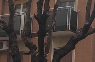 Bari Multiservizi: «Le potature degli alberi sono a regola d’arte»