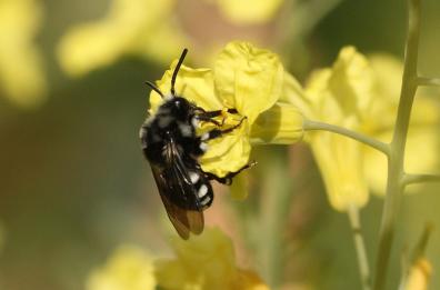 Allarme in Puglia, «il caldo inganna le api, miele a rischio»