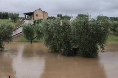 Maltempo, uliveti allagati e campi di grano allettato nel Foggiano