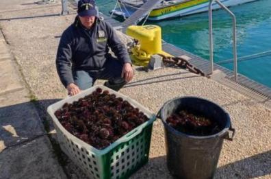 Manfredonia, GdF li scopre mentre pescano datteri di mare: sequestrati 15kg di prodotto