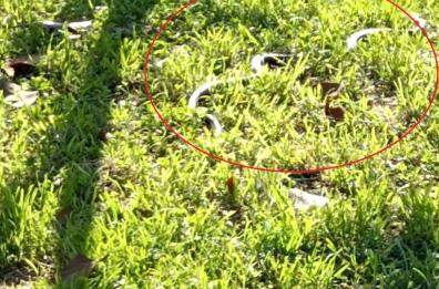 Foggia, nel giardino di piazza Giordano spunta un serpente