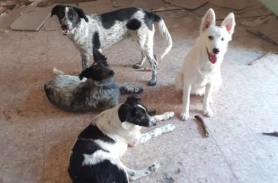 L’emergenza dei cani rapiti a «Mi manda Rai Tre» 