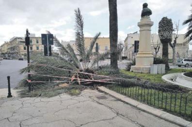 Trani, verde pubblico: pronti duemila nuovi alberi