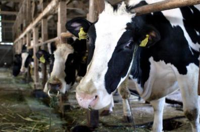 Brucellosi bovina, indenne la provincia di Matera 