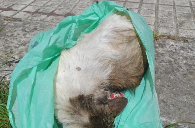 Oria, mattanza di gatti avvelenati. La denuncia: «Sono già 10 trovati morti»