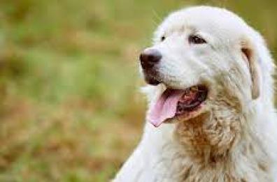 Bari, cane soffocato con una busta di plastica: taglia di mille euro per chi trova il colpevole
