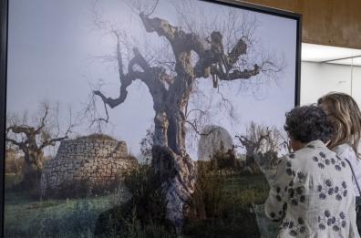 Lecce, l’inferno degli ulivi negli arazzi stinti di Edward Burtynsky