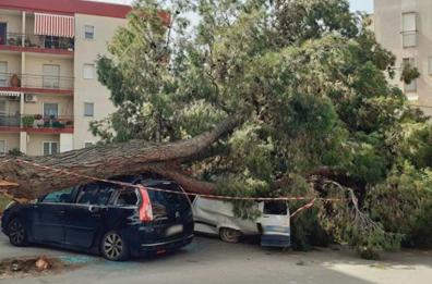 Rutigliano, pino secolare cade e sfonda due auto in sosta. Un conducente era uscito poco prima
