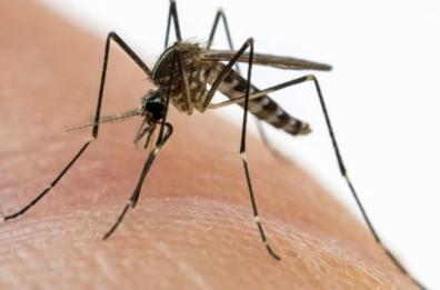 L’allarme zanzare punge l’Italia: è prima per i casi di infezione