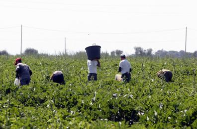 In Basilicata lavoro agricolo vietato con il gran caldo