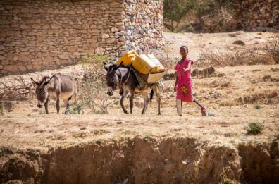 Desertificazione, da due imprenditori brindisini 2000 alberi per l’Eritrea