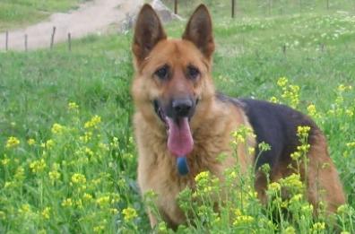 Emozioni col «Sergente Rex», storia di una marine e del suo amato amico cane
