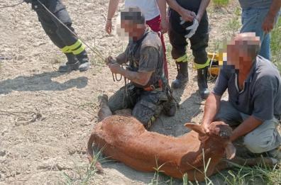Aliano, un vitellino e un mulo precipitano in un fosso: salvati