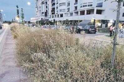Barletta, il «verde» secco e pericoloso