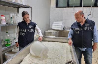 Andria, scoperto un caseificio abusivo con 64 chili di mozzarella tra la muffa