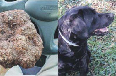 Bari, tartufo da record scovato grazie al fiuto del Labrador Frida