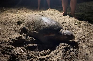 Trani, tartaruga Caretta Caretta tenta di deporre le uova, ma il frastuono di una festa la spaventa