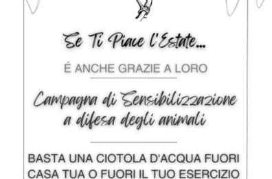 A Modugno ciotole con l’acqua per salvare uccelli e ricci dal caldo