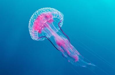 Nel mare del Salento spunta la medusa luminosa: «Attenti, la sua puntura è urticante»