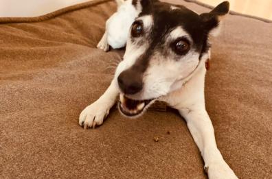 La storia di Minnie la piccola grande Jack Russell