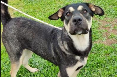 Bari, come adottare un cane?  Ecco le istruzioni per l’uso