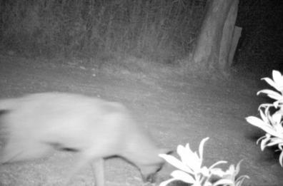 In valle d'Itria nuovo attacco dei lupi, dilaniati due agnelloni si salvano alcuni cavalli