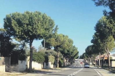 Trani, limite di 20 km orari sulla strada in cui perse la vita il giovane chef