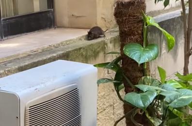 Lecce, topi nella sede del Municipio. Il consigliere: «Speriamo non danneggino statua S.Oronzo»