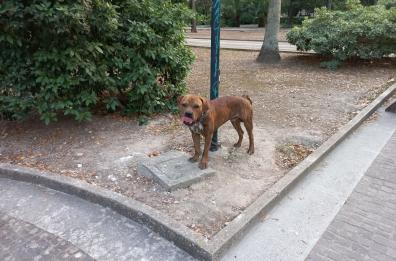 Lecce, in strada a elemosinare coi cani alla catena: sequestrati 3 cuccioli