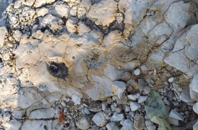 «Al posto dell’arcobaleno a Santo Spirito ho trovato le impronte dei dinosauri», parla il geologo Colonna