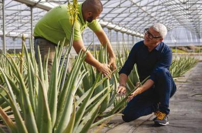 Da Martano l’aloe vera esportata in tutto il mondo