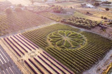 Un enorme rosone in mezzo al campo di girasoli: la magia nel Foggiano