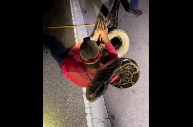 Florida, catturato un pitone delle rocce birmano lungo 6 metri