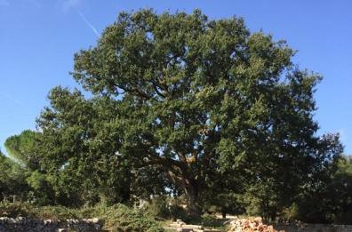 Alberi monumentali di Puglia: un tesoro da difendere. Il più antico? È a Tricase