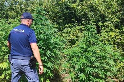 Piantagione di marijuana trovata tra Mesagne e Torre S.Susanna: sequestrate 100 piante
