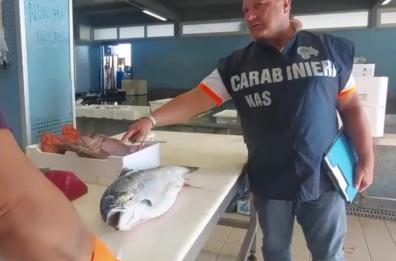 Bisceglie: inchiesta sul tonno sofisticato, ai domiciliari i vertici dell’Ittica Zu Pietro

