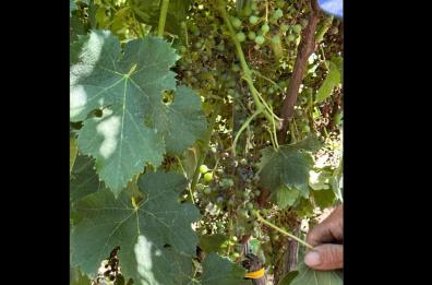«La peronospora danneggia il settore vitivinicolo», allarme nel Foggiano